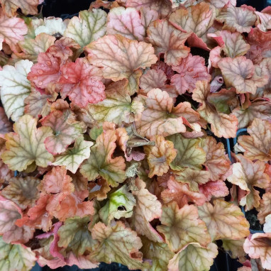 Heuchera 'Paprika' - Heuchera | Achat direct au producteur