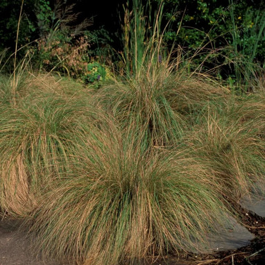 Eragrostis curvula - Graminée vivace | Achat direct au producteur