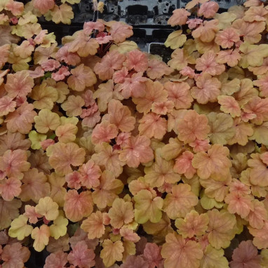 Heuchera 'Cherry Cola' - Heuchera | Achat direct au producteur