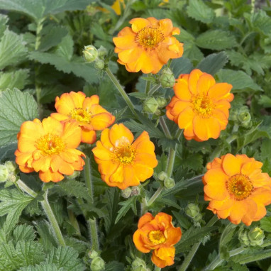 Geum chiloense 'Dolly North' - Geum | Achat direct au producteur