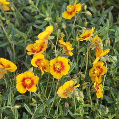 Helianthemum 'Ben Nevis' | Achat direct au producteur