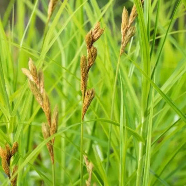 Carex muskingumensis - Carex | Achat direct au producteur