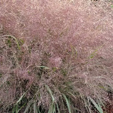 Eragrostis spectabilis - Eragrostis | Achat direct au producteur