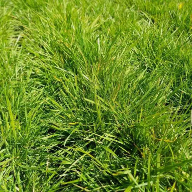 Deschampsia cespitosa 'Pixie Fountain' | Achat direct au producteur