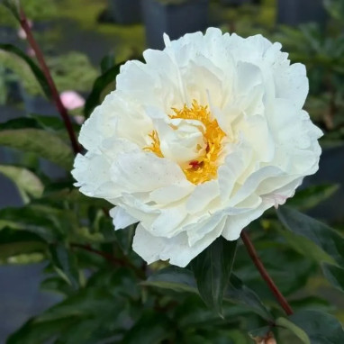 Paeonia lactiflora 'Boule de Neige' - Pivoine | Achat producteur