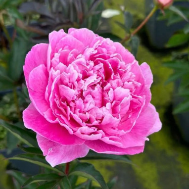 Pivoine 'Dr. Alexander Fleming' - Paeonia | Achat producteur