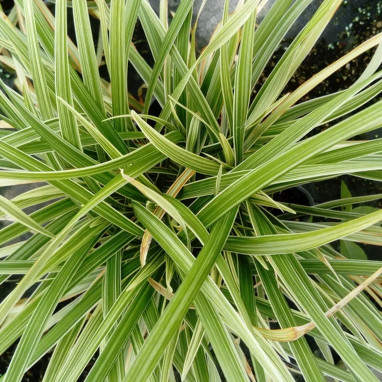 Ophiopogon planiscapus 'Albovariegatus' | Achat direct au producteur