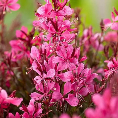 Gaura lindheimeri 'Gaudi Red' - Gaura | Achat direct au producteur