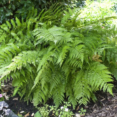 Dryopteris affinis - Fougère dorée | Achat direct au producteur