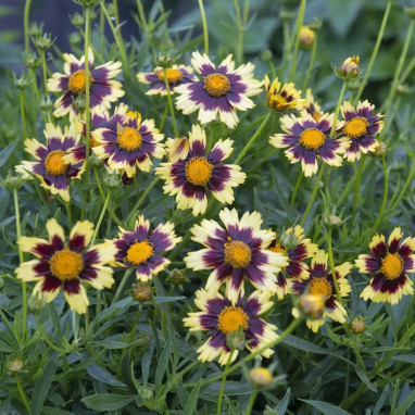 Coreopsis 'Big Bang Cosmic Eye' - Coreopsis | Achat producteur