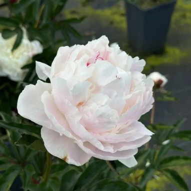 Paeonia lactiflora 'Shirley Temple' - Paeonia | Achat producteur