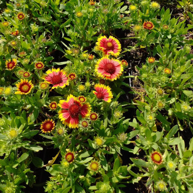 Gaillardia x grandiflora 'Arizona Sun' - Gaillardia | Achat producteur