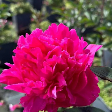 Pivoine 'Kansas' - Paeonia lactiflora | Achat direct au producteur