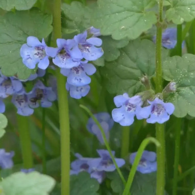 Gléchome - Glechoma hederacea | Achat direct au producteur