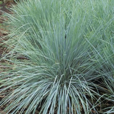 Helictotrichon sempervirens - Avoine bleue | Achat direct au producteur