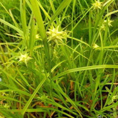 Carex grayi - Carex | Achat direct au producteur