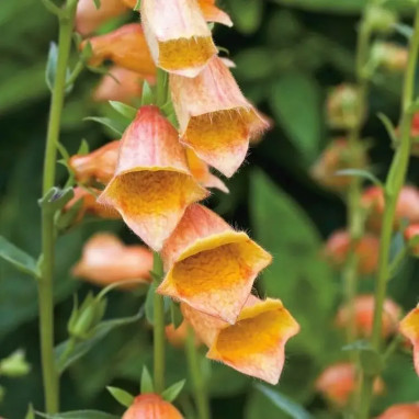 Digitalis 'Goldcrest' - Digitale jaune | Achat direct au producteur