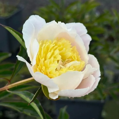 Paeonia lactiflora 'Primevère' - Pivoine | Achat direct au producteur