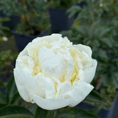Paeonia lactiflora 'Charlie's White' - Pivoine | Achat producteur