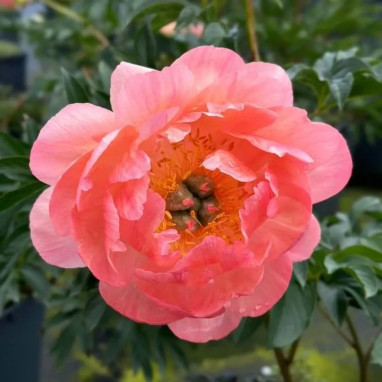 Pivoine 'Coral Sunset' - Paeonia | Achat direct au producteur