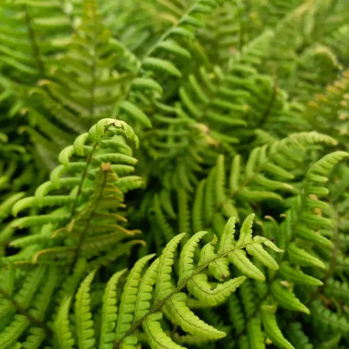 Dryopteris wallichiana - Fougère de Wallich | Achat direct au producteur