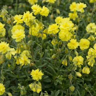 Helianthemum 'Sulphureum Plenum' | Achat direct au producteur
