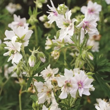Geranium pratense 'Algera Double' - Geranium | Achat producteur
