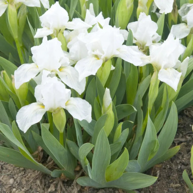 Iris pumila 'Crispy' - Iris | Achat direct au producteur