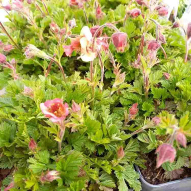Geum 'Bell Bank' - Benoîte | Achat direct au producteur