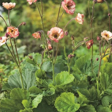 Geum 'Cocktail Cosmopolitan' - Geum | Achat direct au producteur