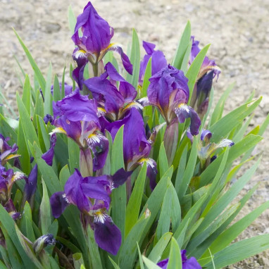 Iris pumila 'Bingo' - Iris | Achat direct au producteur