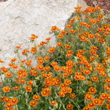 Helianthemum 'Ben Heckla' - Helianthemum | Achat direct au producteur