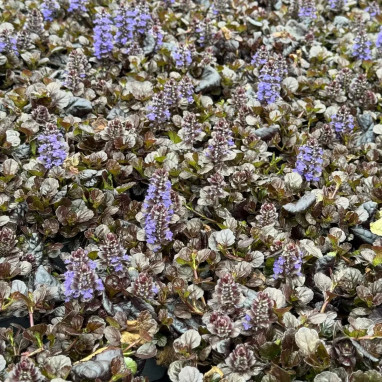 Bugle rampante 'Black Scallop' - Ajuga | Achat direct au producteur