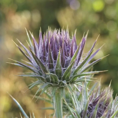 Cirsium diacanthum - Cirsium | Achat direct au producteur
