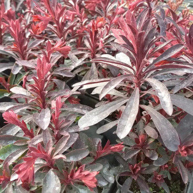 Euphorbia 'Medea' - Euphorbia | Achat direct au producteur