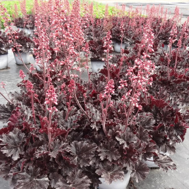 Heuchera 'Timeless Night' - Heuchera | Achat direct au producteur