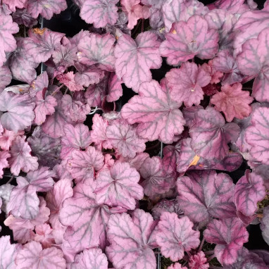 Heuchera 'Wild Rose' - Heuchera | Achat direct au producteur