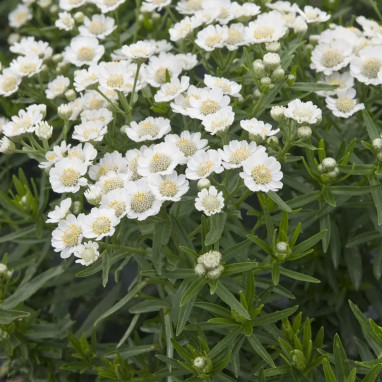 Achillea ptarmica 'Nana Compacta' - Achillea | Achat producteur