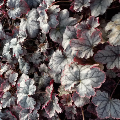 Heuchera 'Silver Gumdrop' - Heuchera | Achat direct au producteur