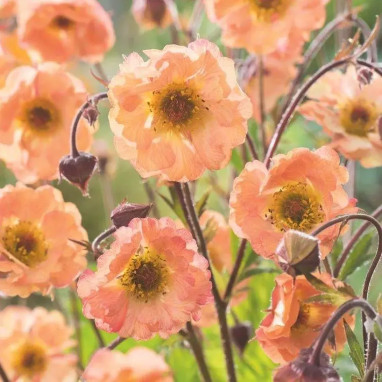 Geum rivale 'Mai Tai' - Geum | Achat direct au producteur