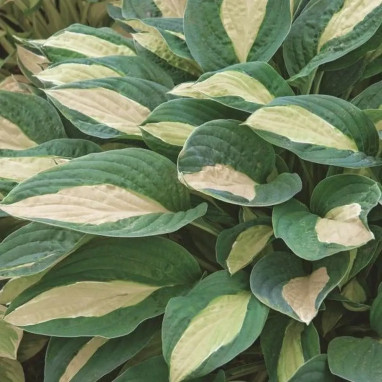 Hosta 'Pin-Up' - Hosta | Achat direct au producteur