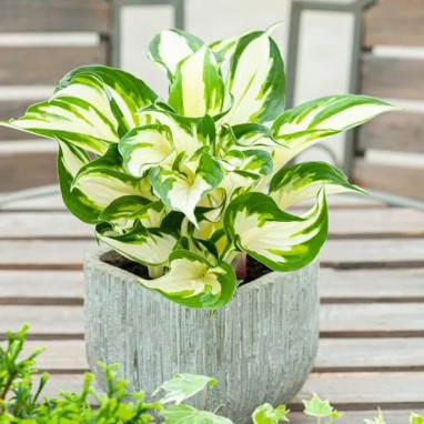 Hosta 'Paul Revere' - Hosta | Achat direct au producteur