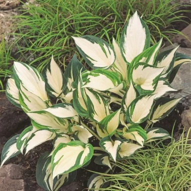 Hosta 'Fire and Ice' - Hosta | Achat direct au producteur