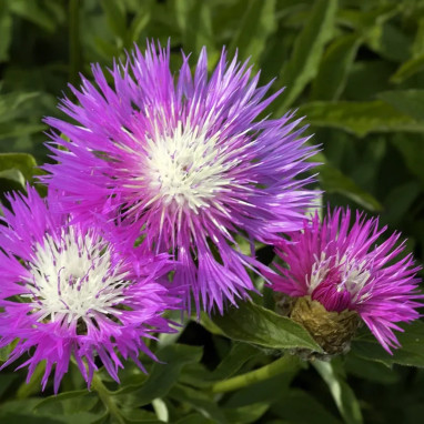 Centaurea dealbata - Centaurée de Perse | Achat direct au producteur