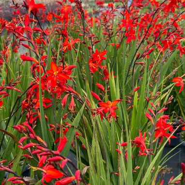 Crocosmia 'Clyvia' - Crocosmia | Achat direct au producteur