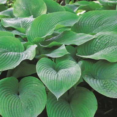 Hosta 'Bulletproof' - Hosta | Achat direct au producteur