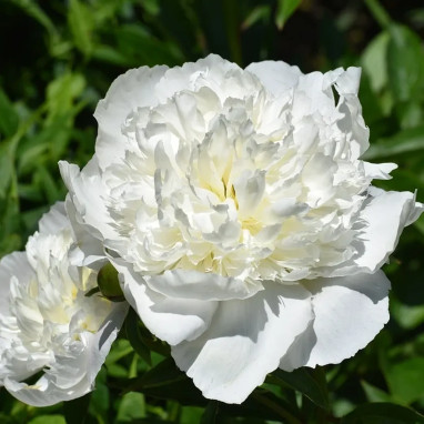 Paeonia lactiflora 'Duchesse de Nemours' | Achat producteur