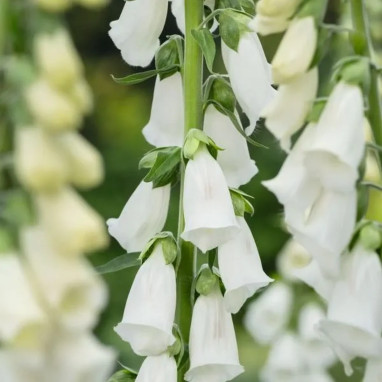 Digitale 'Camelot White' - Digitalis | Achat direct au producteur