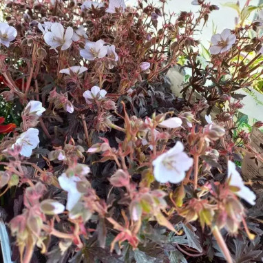 Geranium pratense 'Black 'n' White Army' | Achat direct au producteur