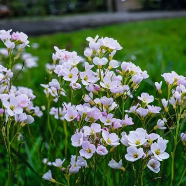 Cardamine des prés - Cardamine pratensis | Achat direct au producteur